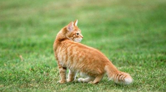 美国硬毛猫一般能活多久