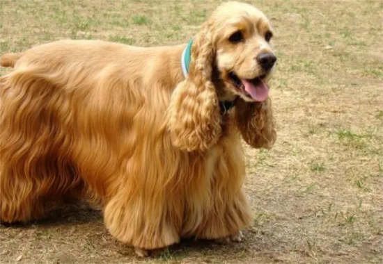美国可卡犬和英国可卡犬的区别有哪些？
