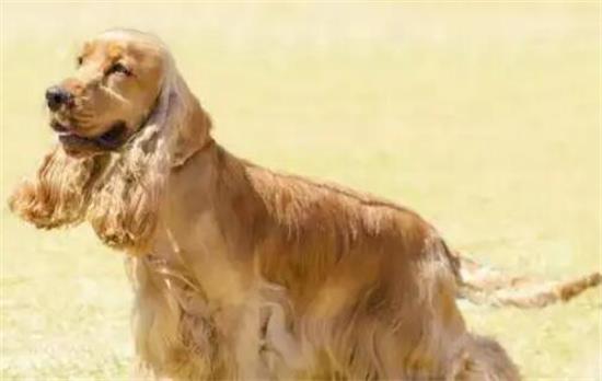 英国可卡犬和美国可卡犬有啥区别，你了解过吗？