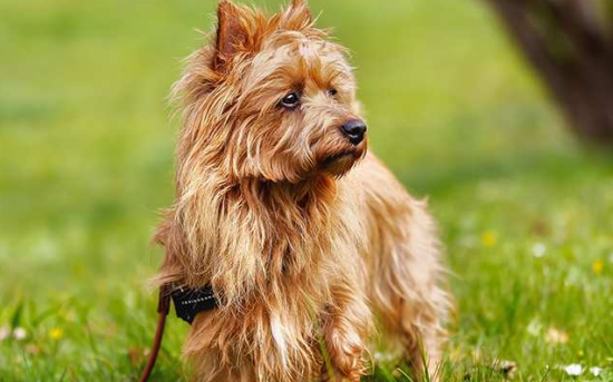 澳大利亚梗犬性格