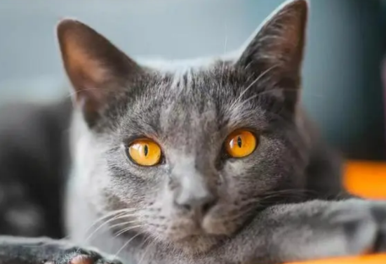 夏特尔猫介绍