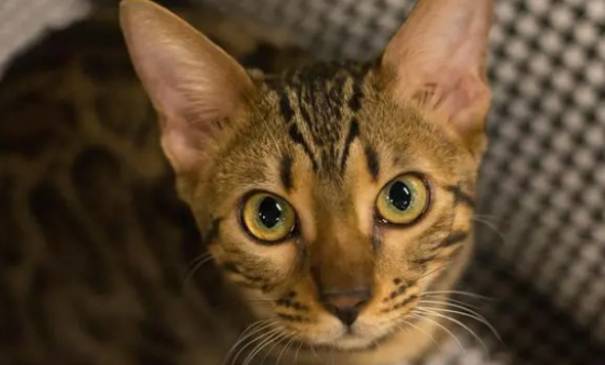 孟加拉豹猫好养吗