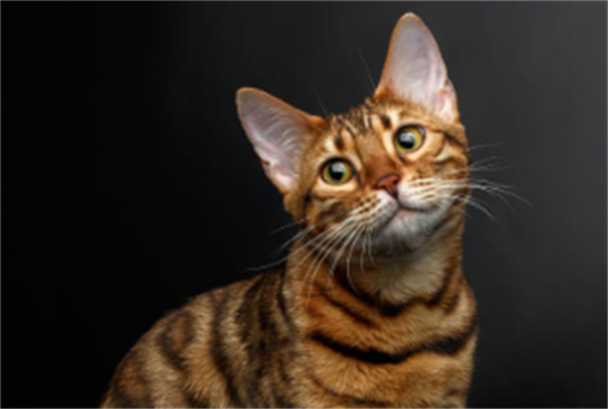 孟加拉猫7大特质！霸气的外表下竟然是这样！谁顶得住啊！