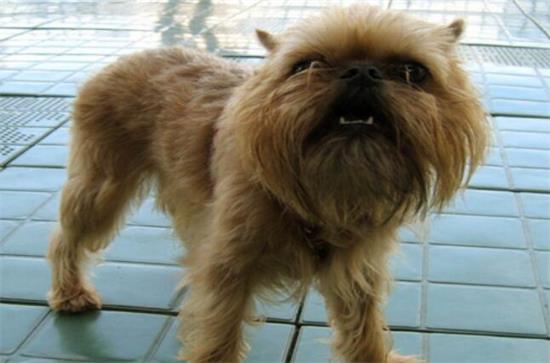 布鲁塞尔粗毛猎犬有攻击性吗