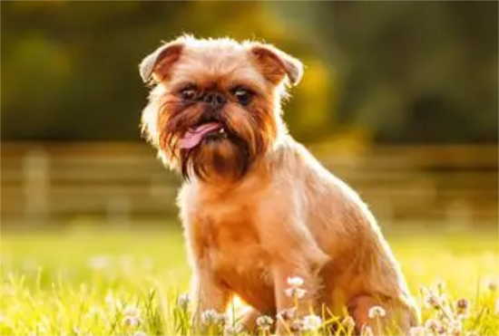 布鲁塞尔粗毛猎犬的喂食要点：适当补充维生素以及钙