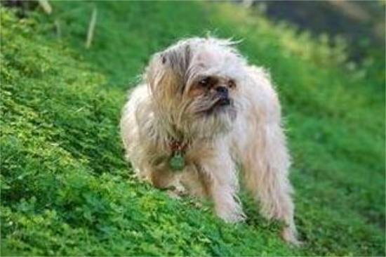 布鲁塞尔粗毛猎犬的训练技巧 制止狗舔人