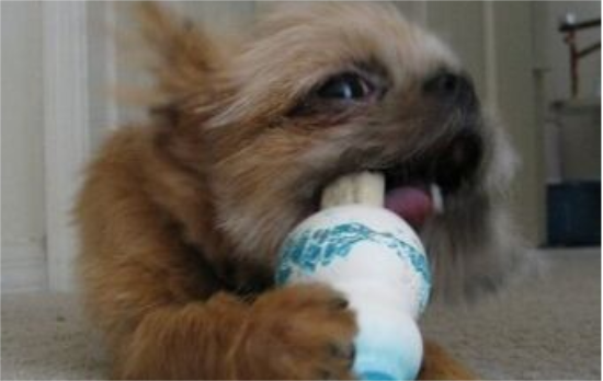 身材短小、性格敏感的布鲁塞尔粗毛猎犬，你不了解一下？