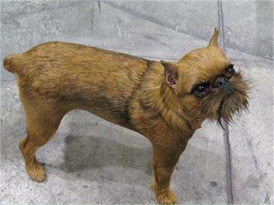 布鲁塞尔粗毛猎犬的起源和历史