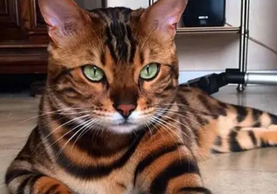 孟加拉猫（Bengal）：野性与温顺的完美结合