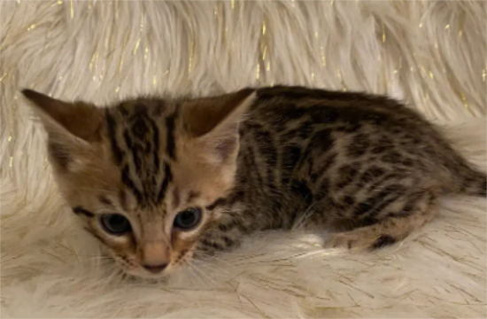 如何养好一只孟加拉猫
