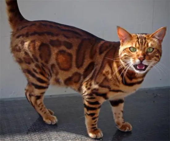 孟加拉猫有多可怕？