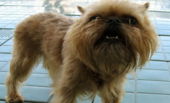布鲁塞尔粗毛猎犬的价格 分成红长毛犬和黑毛犬两种