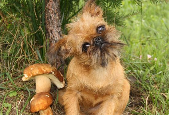 布鲁塞尔粗毛猎犬有几种颜色