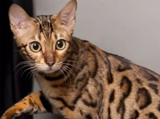 孟加拉猫好养吗？来了解下吧