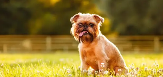 鲁塞尔粗毛猎犬