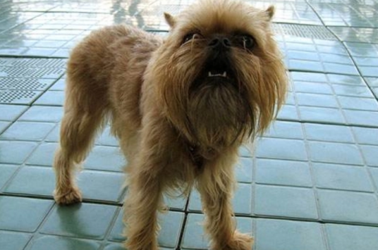 布鲁塞尔粗毛猎犬的特点 是聪明机警充满自信的猎犬