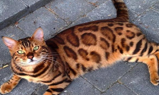 孟加拉豹猫颜色