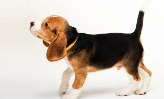 十大可爱的犬种排行榜，前十名可爱的狗狗犬种