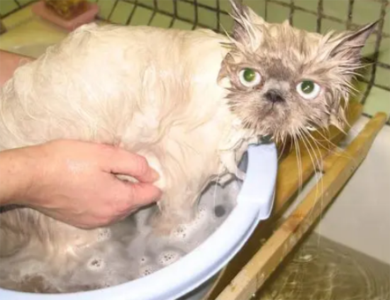 猫咪怀孕可以洗澡吗