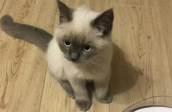 重点色短毛猫鼻子不通气怎么回事？宠主可以了解一下！
