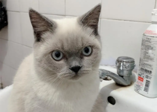 重点色短毛猫怎么养？来看看吧