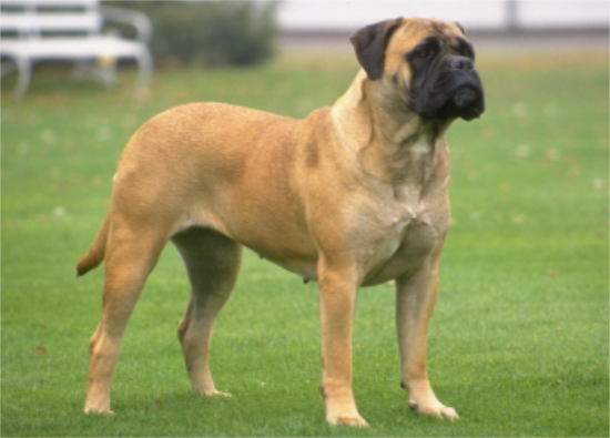 斗牛马士提夫犬的性格 对陌生人不冷不热