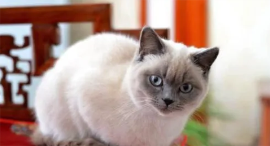 重点色短毛猫有什么性格特点，来看看！