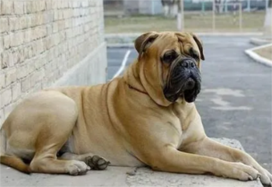 斗牛马士提夫犬掉毛吗 换毛季比较严重