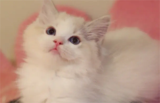 伯曼猫和布偶猫重点色区别