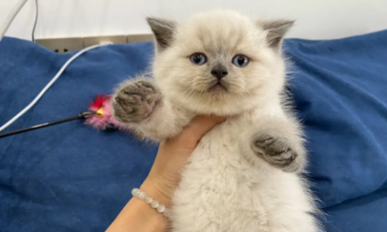 重点色短毛猫为什么难饲养？速速来了解一下！