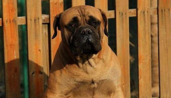 斗牛马士提夫犬的原产地在哪里