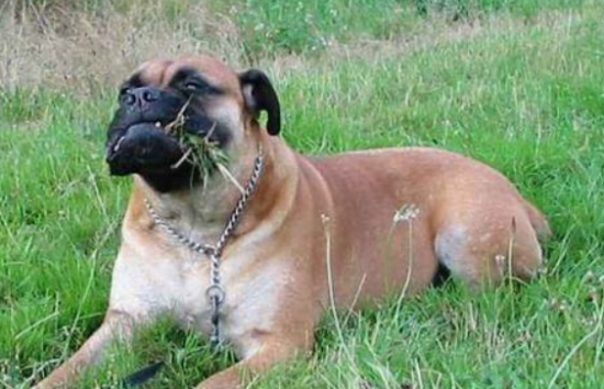 如何挑选斗牛马士提夫犬 身体越坚实越好