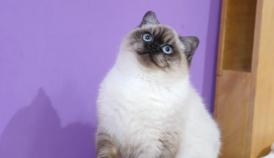 怎么看重点色短毛猫多大了