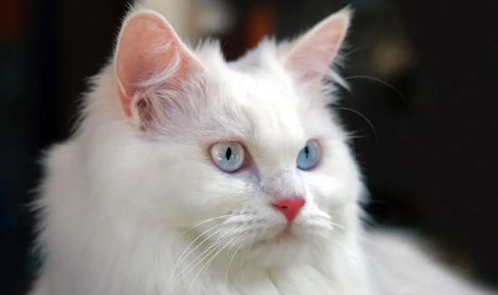 安哥拉猫咳嗽，找到原因，对症下药就行!