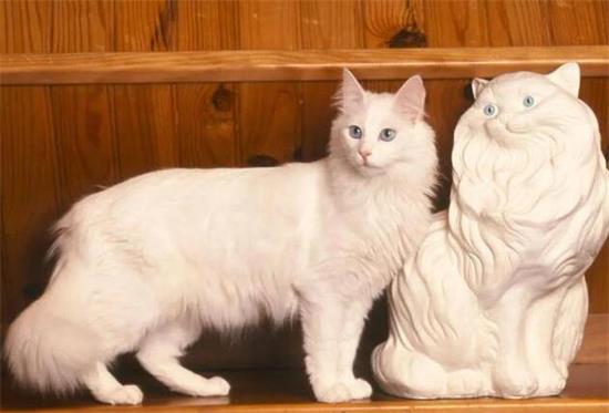 土耳其安哥拉猫好养吗？