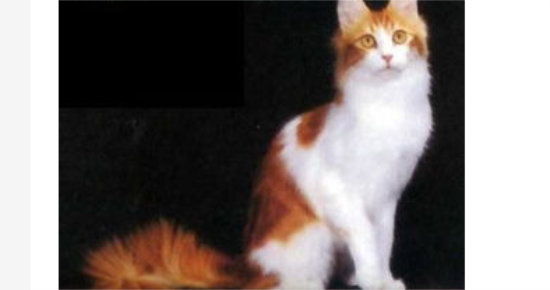 如何预防土耳其安哥拉猫患糖尿病？