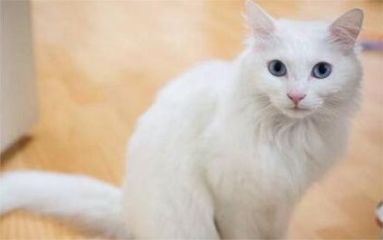 土耳其安哥拉猫的特点是什么
