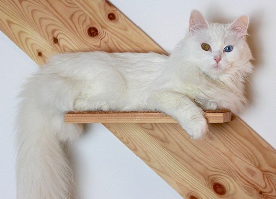 土耳其安哥拉猫有棕色的眼睛吗