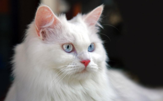 土耳其安哥拉猫粘人程度如何？