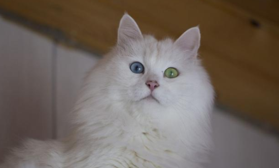 土耳其安哥拉猫黏人吗？不知道的朋友来看看～