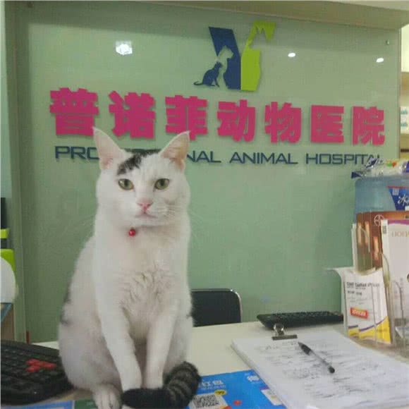 普诺菲动物医院