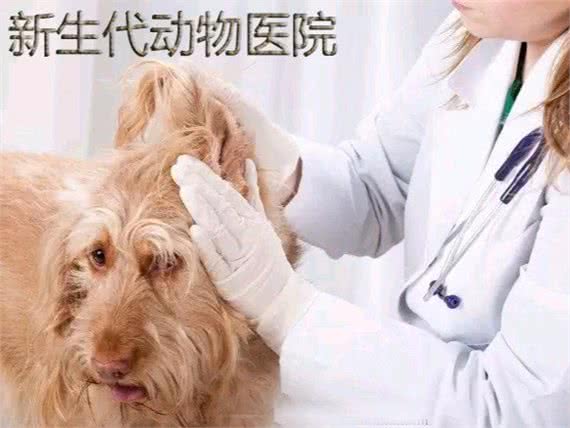 新生代动物诊所