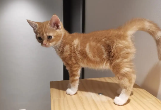 美短红虎斑和橘猫的区别