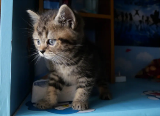 为什么虎斑猫养不胖？主人来看看吧