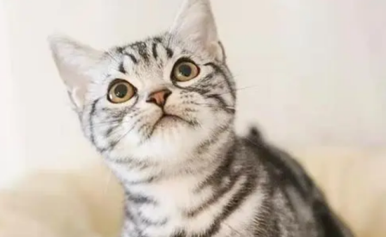 虎斑猫几个月发腮？你知道发腮吗？