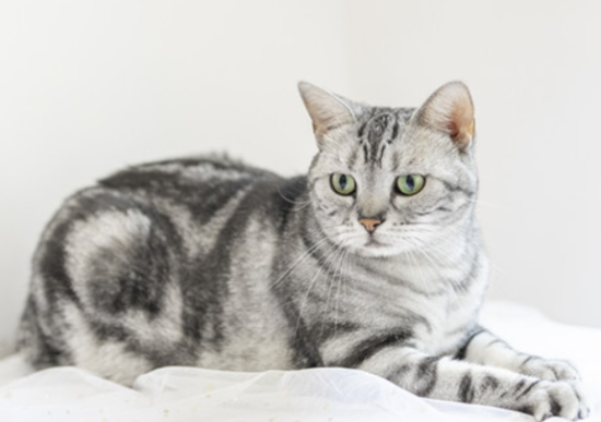虎斑猫是什么品种？感兴趣的来看看吧