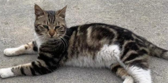 虎斑猫生活习性介绍如下！来看看吧