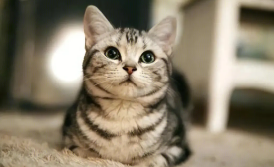 虎斑猫如何洗澡呢？一文告诉你！