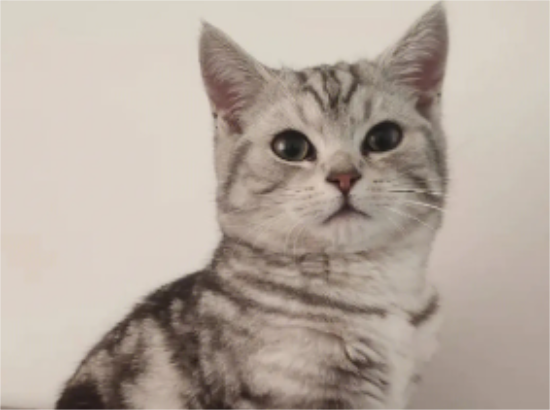虎斑猫有什么优缺点？这里可以了解~