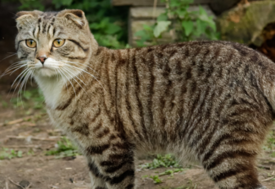 萌宠小知识：虎斑猫掉毛严重吗？